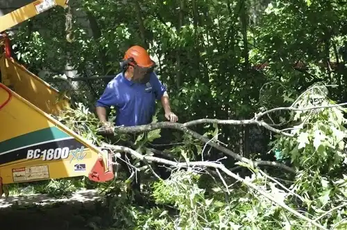 tree services Biloxi